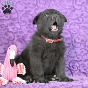 Quandace, German Shepherd Puppy